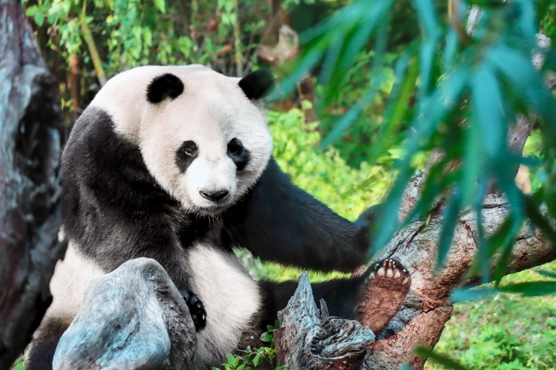 3-Day Chengdu: Pandas and Ancient Shu Culture Tour